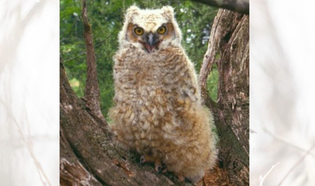 Juvenile Great Horned Owl at Biltmore