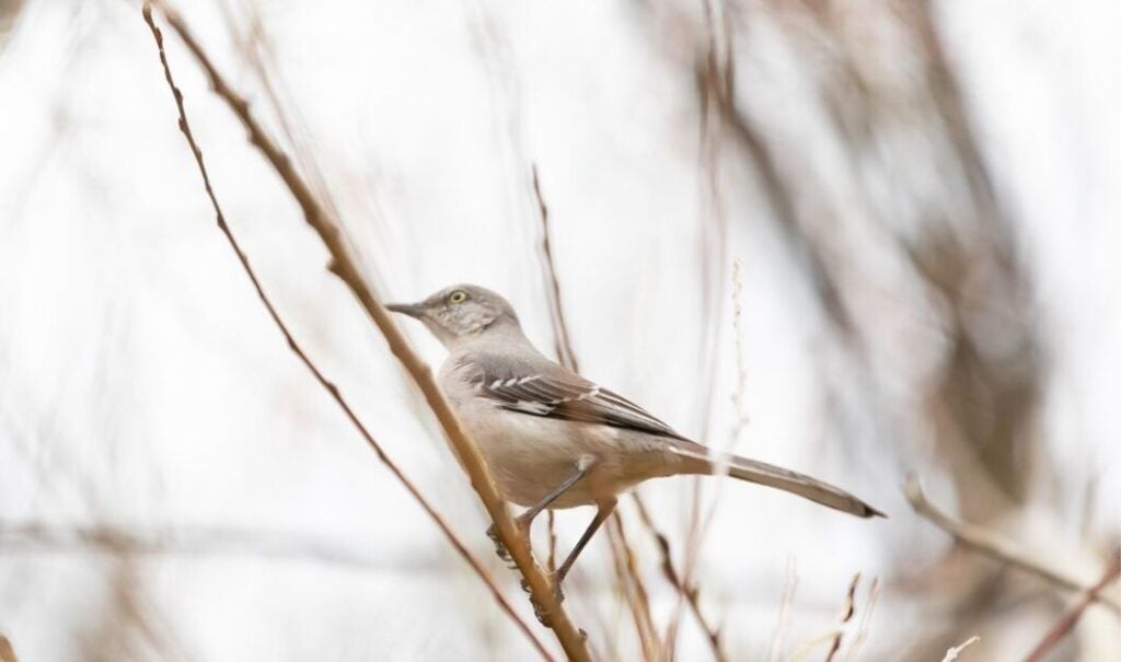 Mockingbird perched on twigs at Biltmore