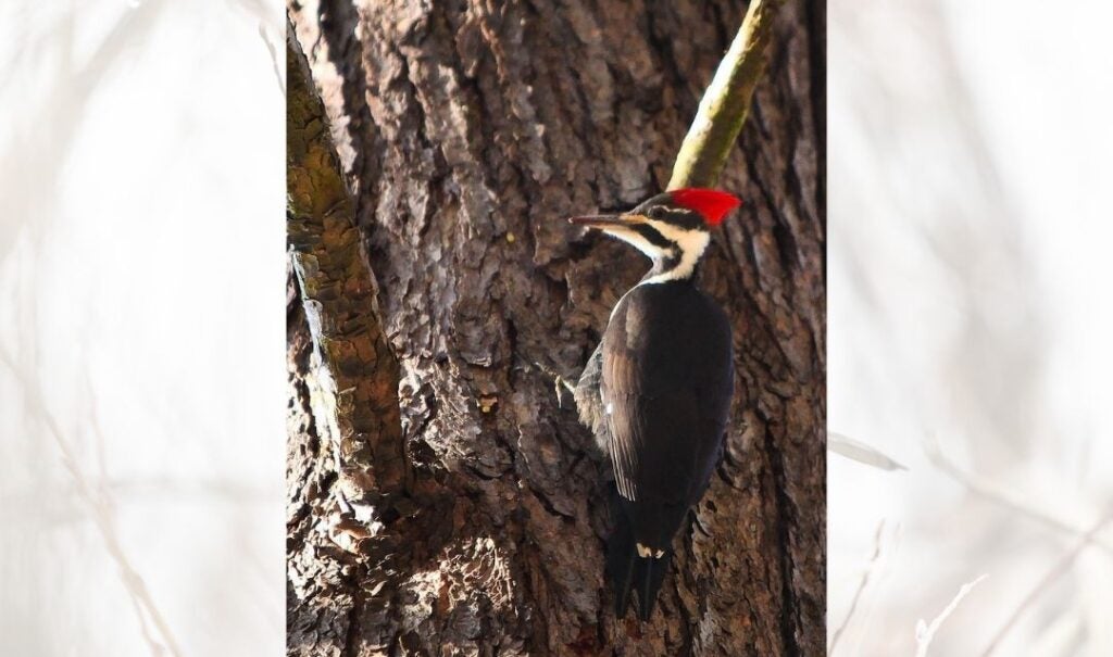 Pileated woodpecker
