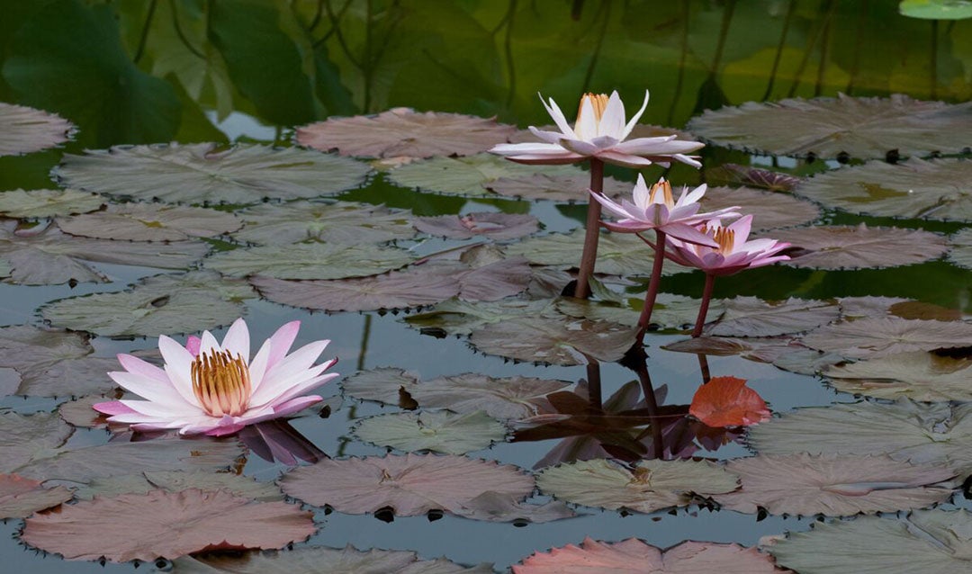 Water lilies in the pools of Biltmore's Italian Garden