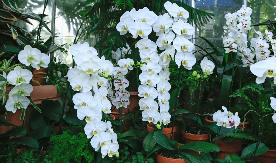 Large, white Phalaenopsis (or 