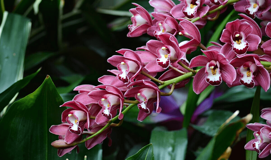 Cymbidium hybrid orchids