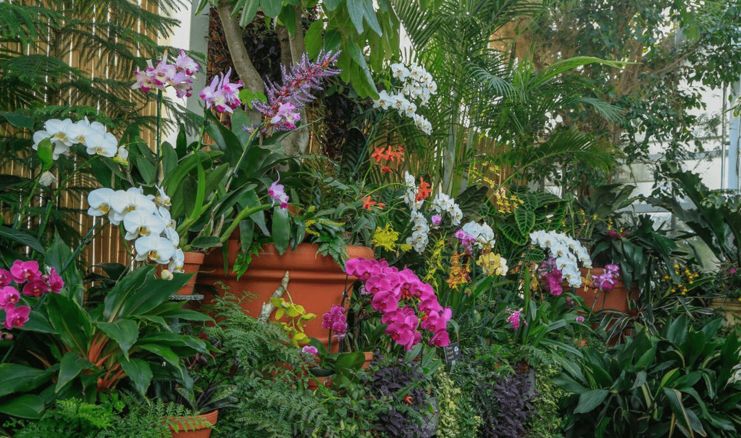 Assortment of orchids in bloom inside Biltmore's Conservatory