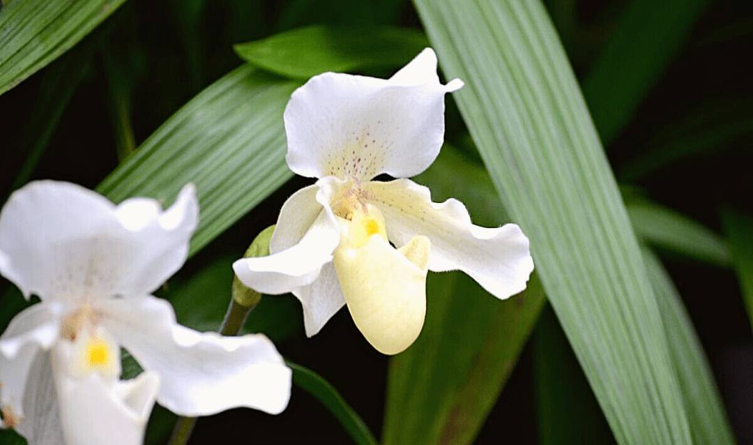 Paphiopedilum 'Rosey Dawn' orchid
