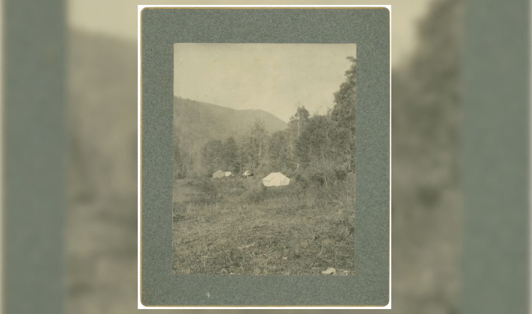 Pink Beds Vanderbilt Campsite, July 1901