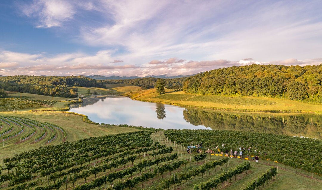 Drone view of Biltmore Vineyard during harvest season