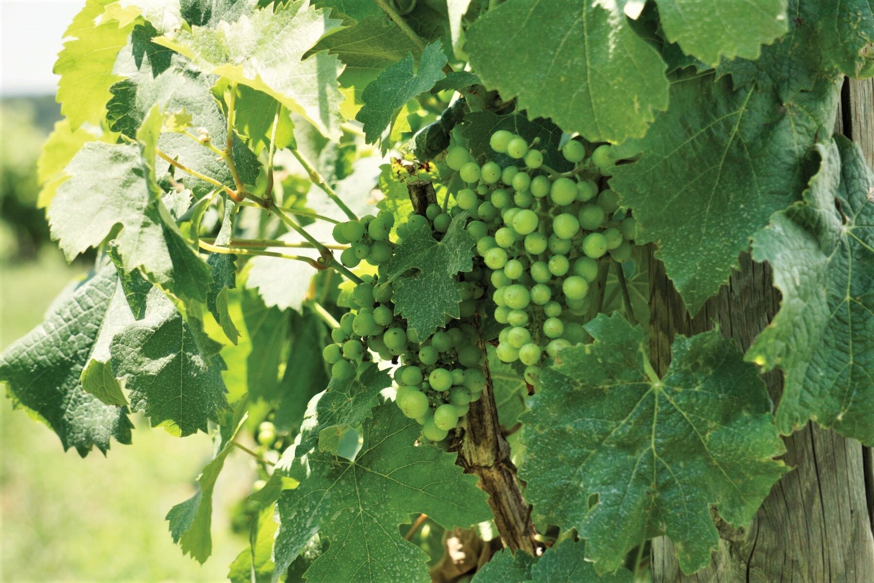 Green wine grape clusters on a vine