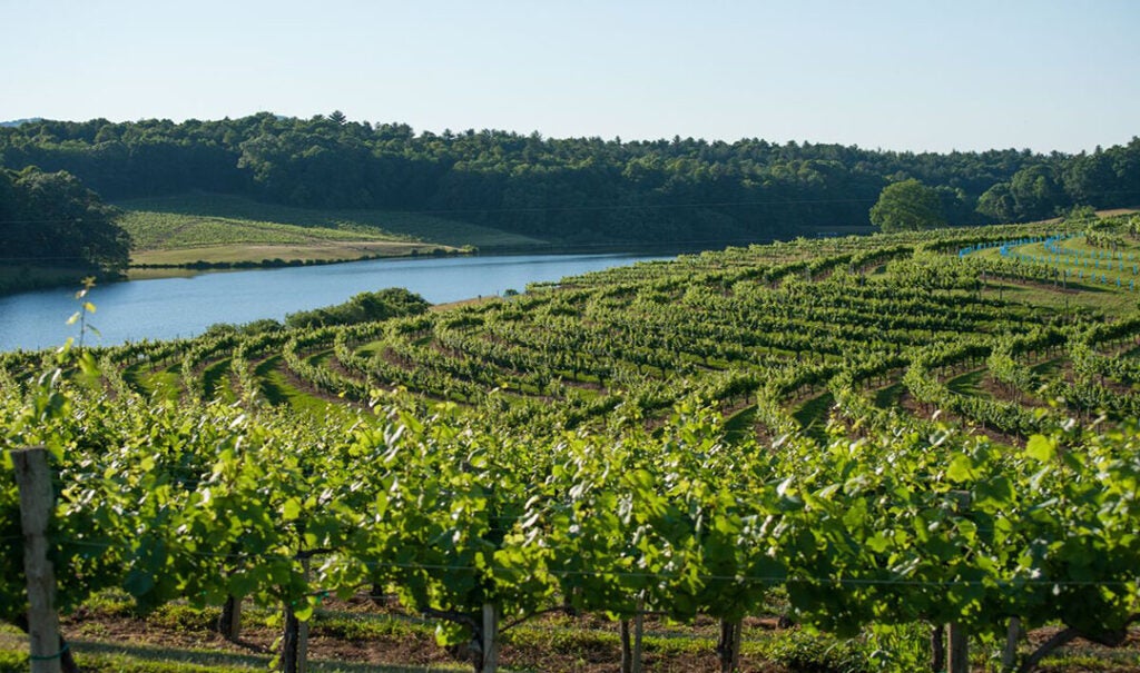 Flowering on Vines at Biltmore Vineyard
