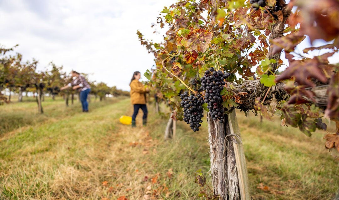 Harvesting at Biltmore Vineyard