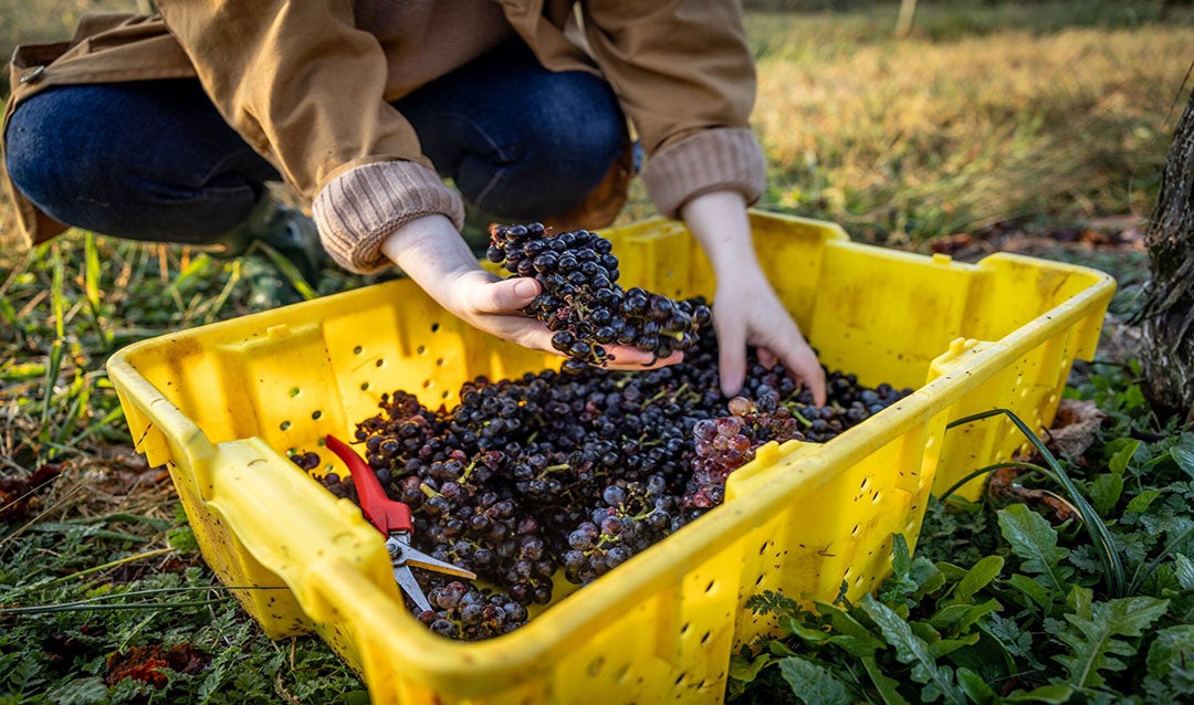 Harvesting at Biltmore Vineyard