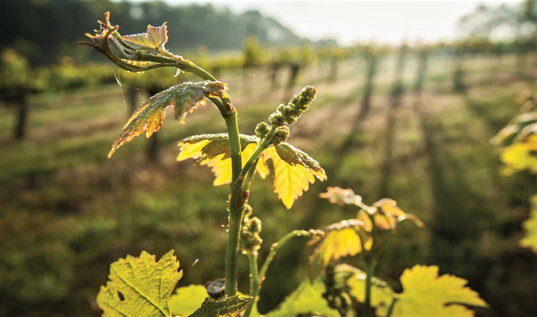 Bud Break at Biltmore Vineyards