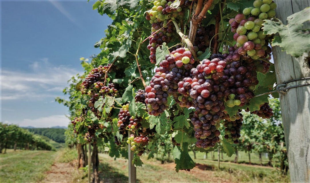 veraison process at Biltmore Vineyard