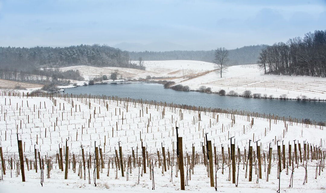 Winter at Biltmore Vineyard