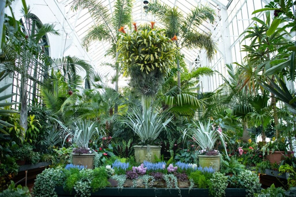 Inside Biltmore's Conservatory