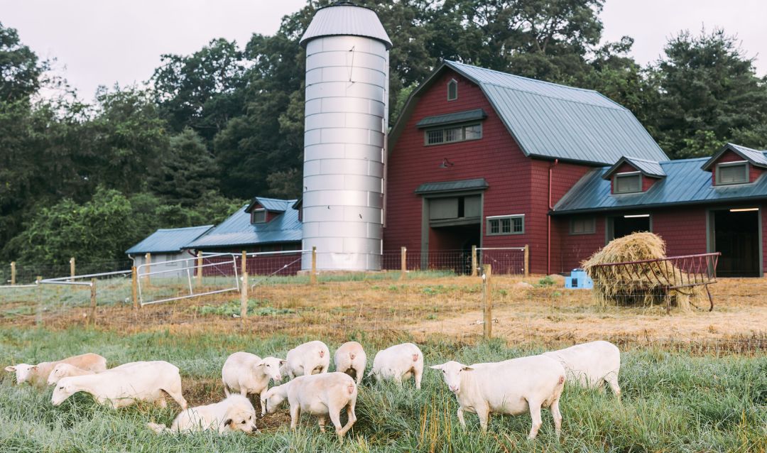 Sheep Barn on Biltmore Estate's West Side