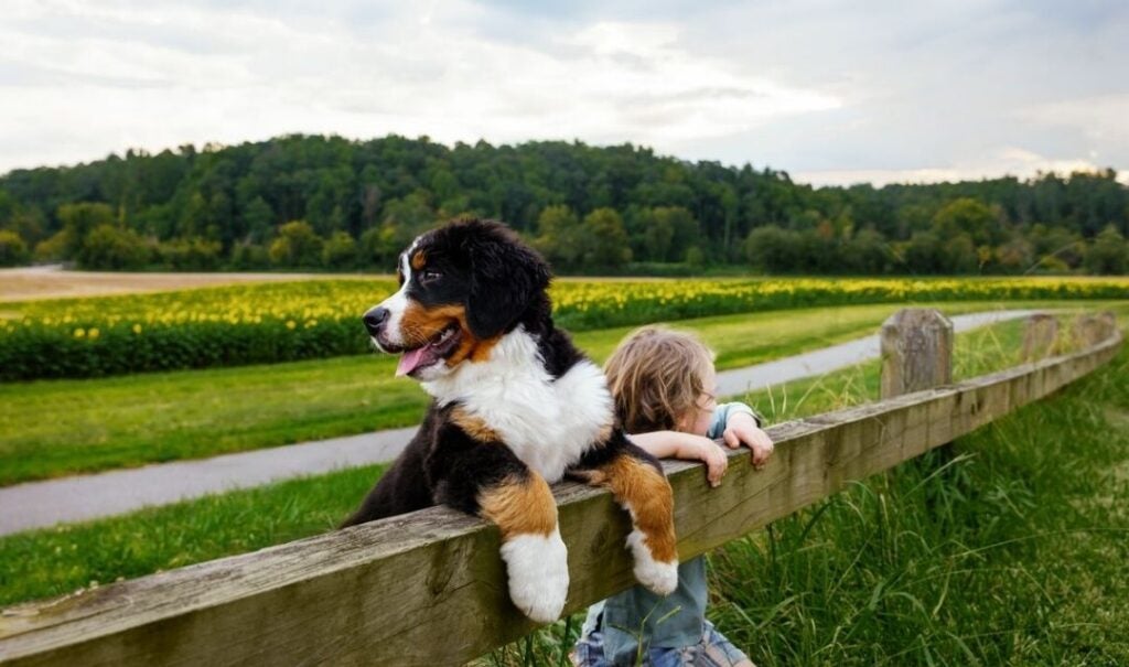 Framing favorite photos: Bernese Mountain Dog and child with sunflowers at Biltmore