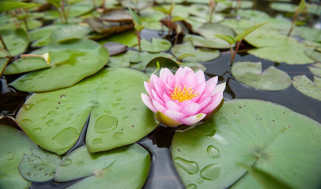 Lotus Flower in Italian Garden Pool
