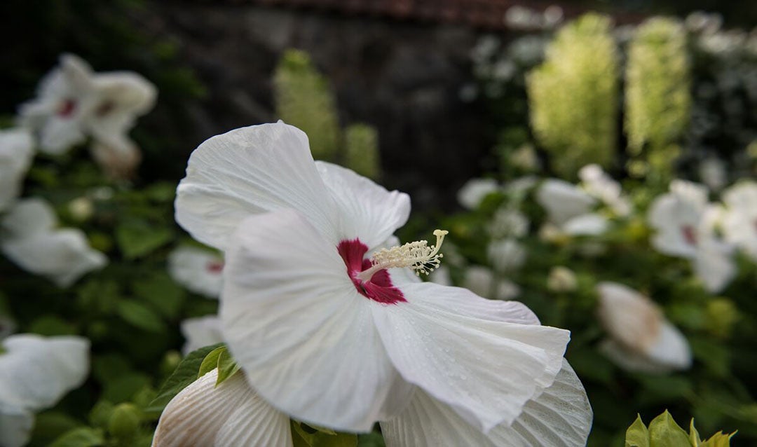 Hibiscus Flower