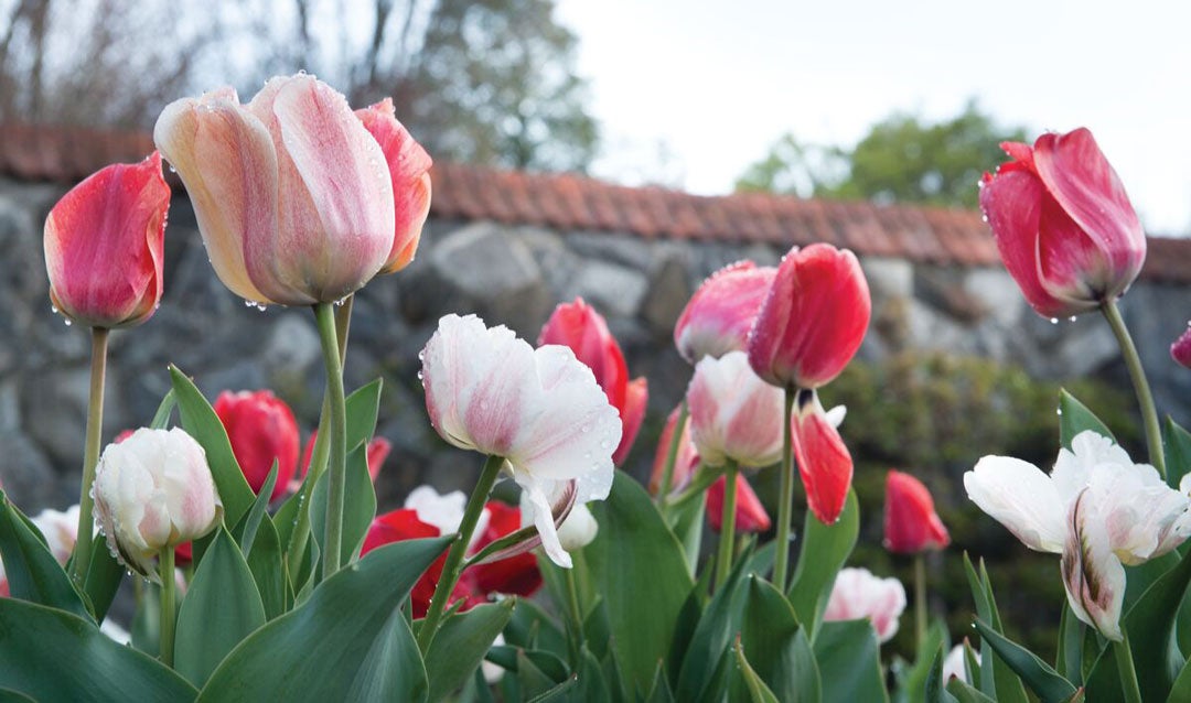 Spring tulips at Biltmore