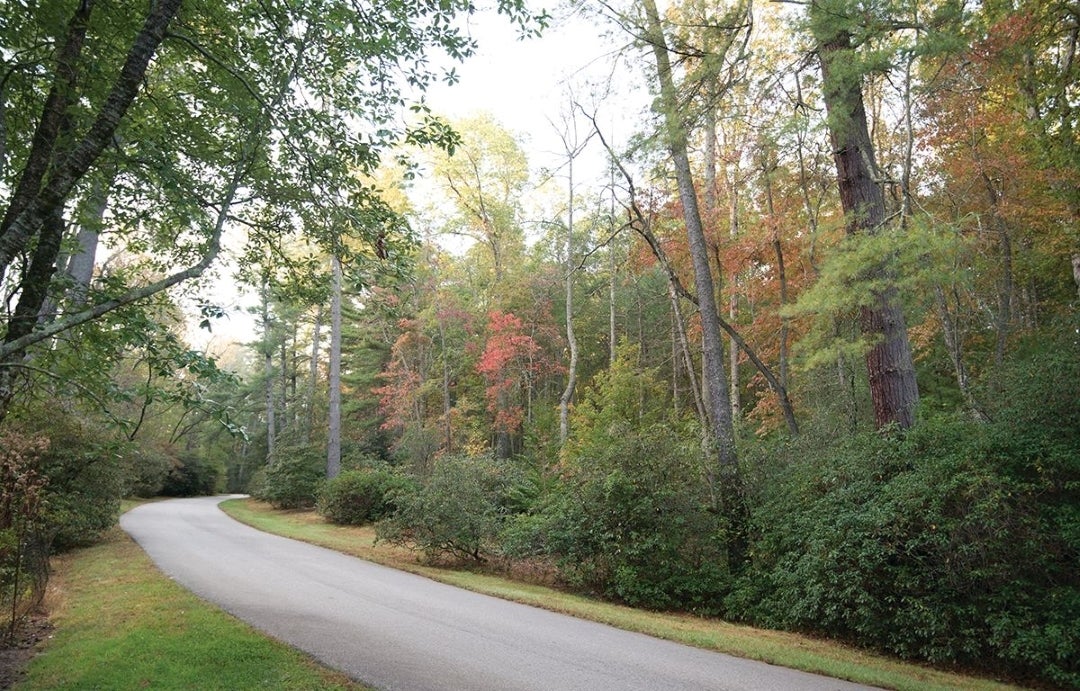 Fall on the Approach Road at Biltmore