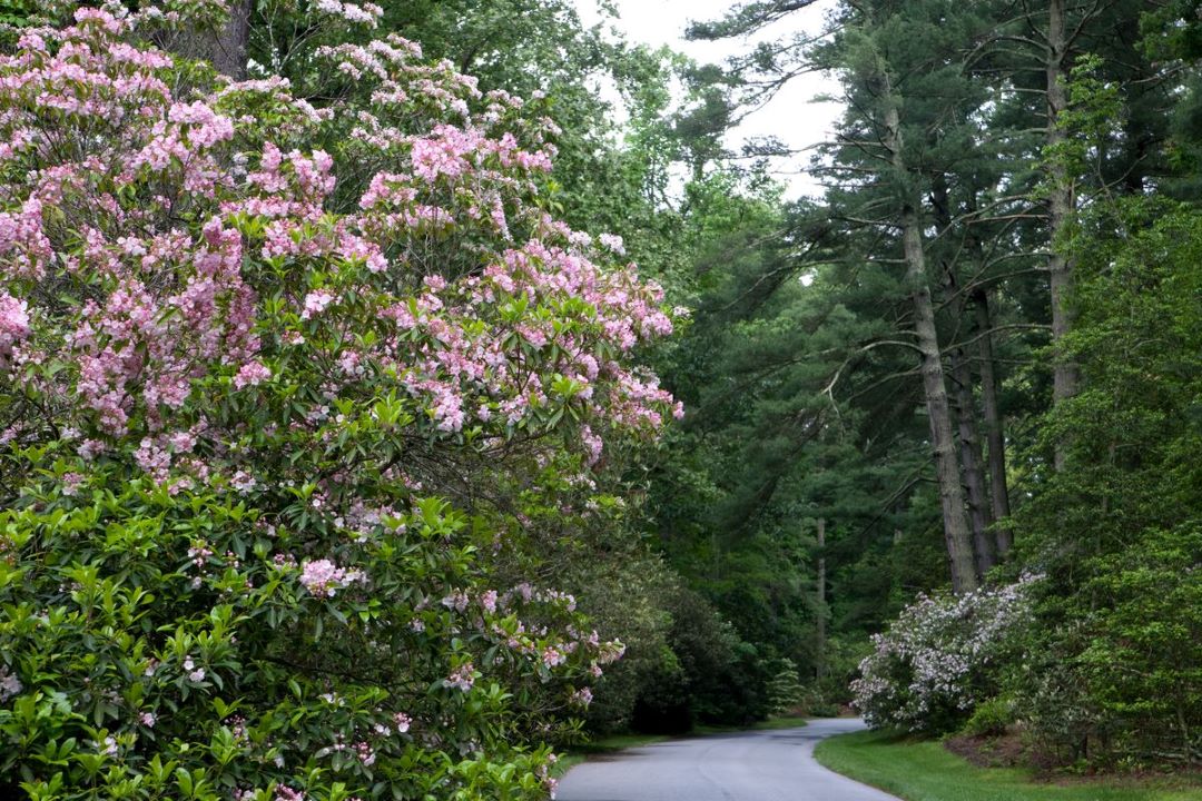 approach road during spring