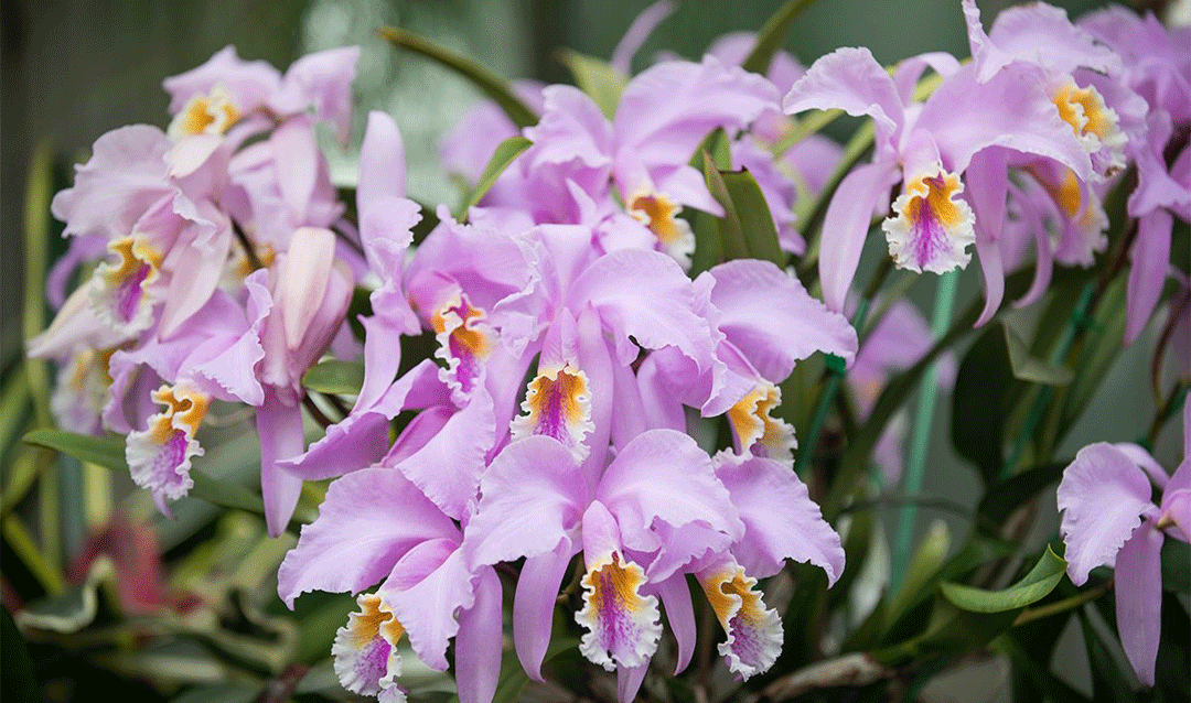 Purple cattaleya orchids in bloom