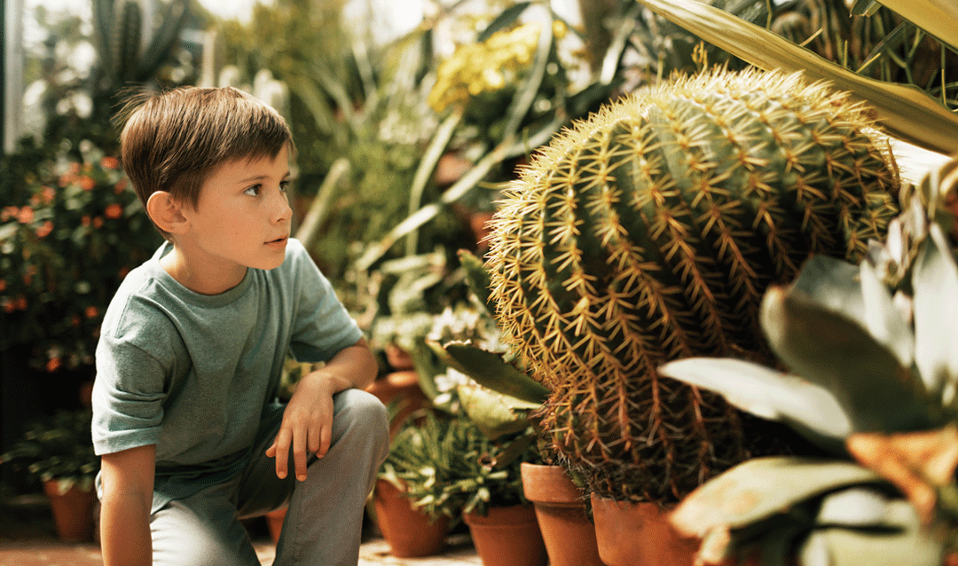 Boy looks at a large cactus