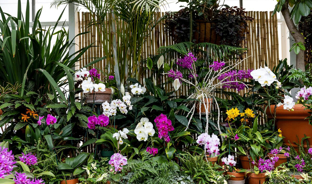 Orchids blooming