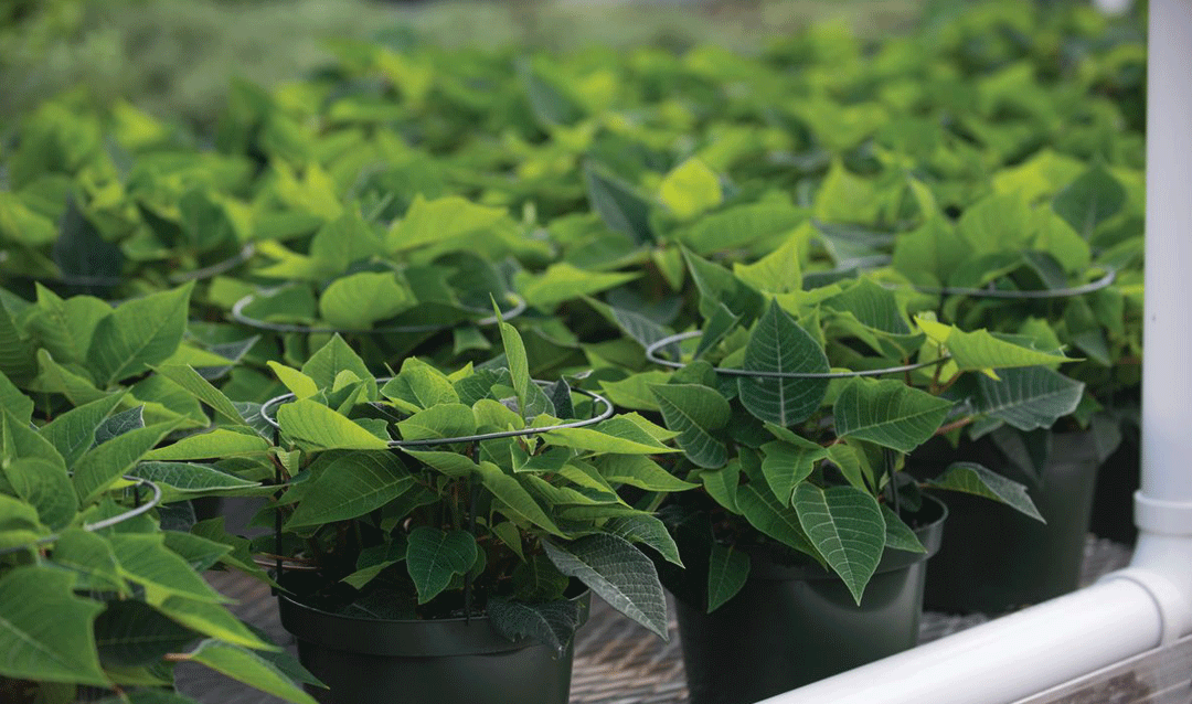 Rows of plants growing in pots