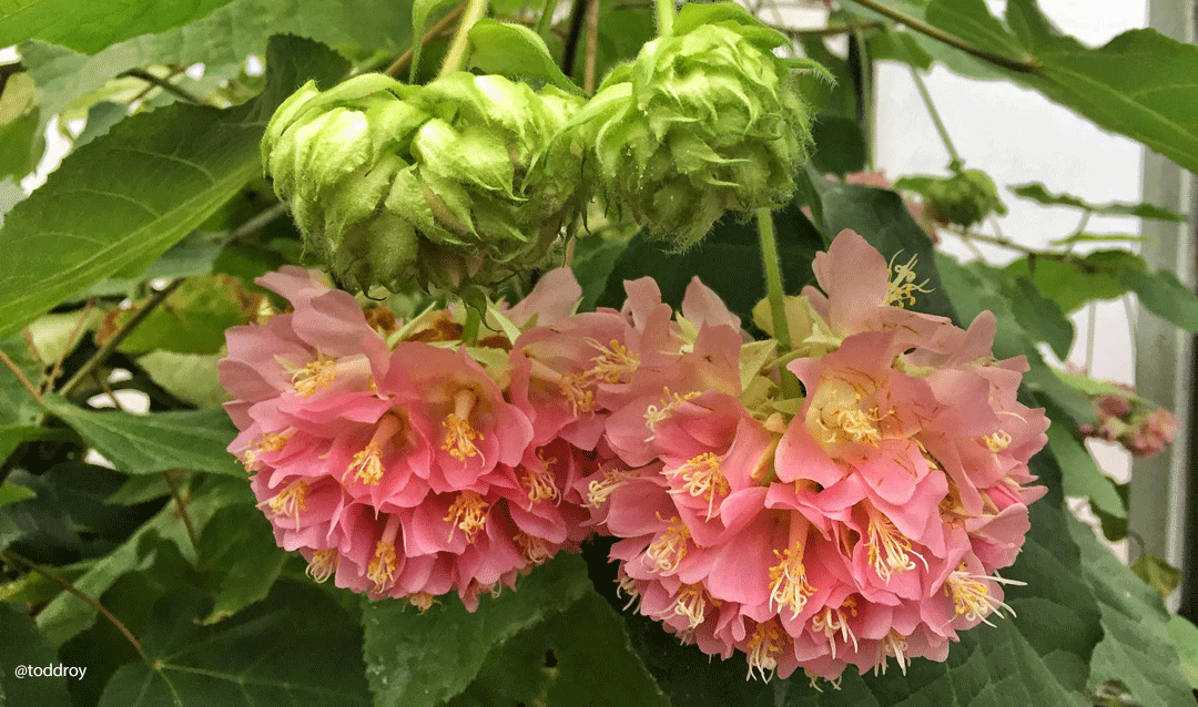 Pink Ball Tree flowers