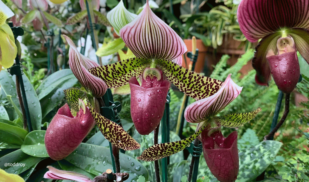 Lady slipper-type orchids at Biltmore