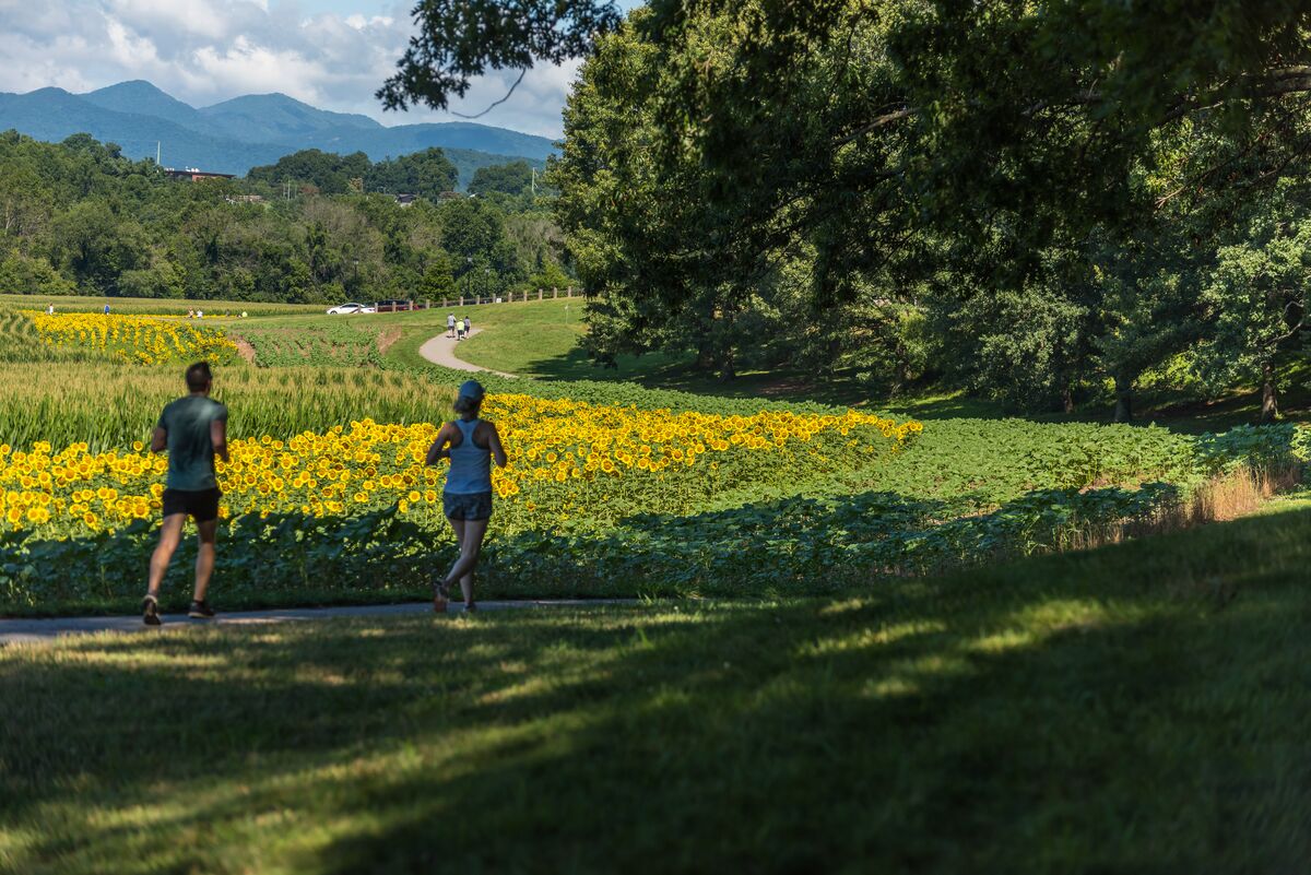 Guest running along sunflower-lined paths of Biltmore Estate.