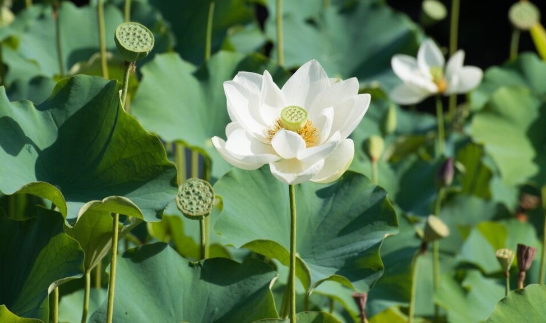 White lotus in bloom at Biltmore.