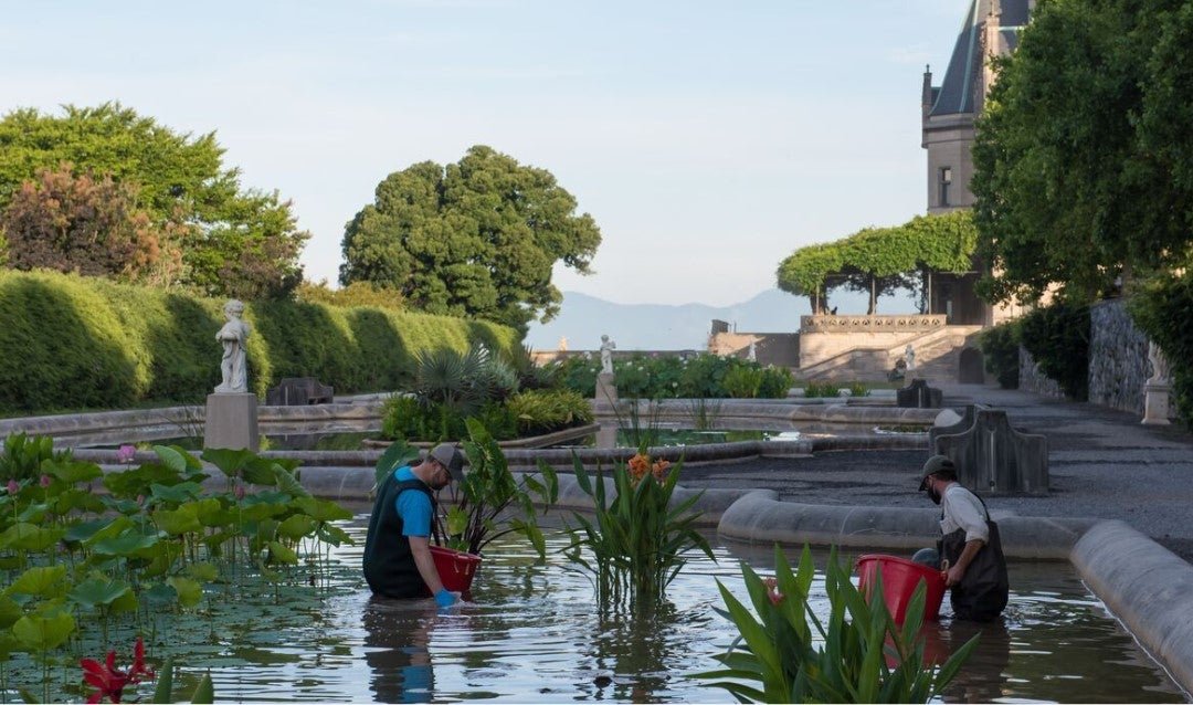Biltmore landscapers wear waders to work in the Italian Garden pools.