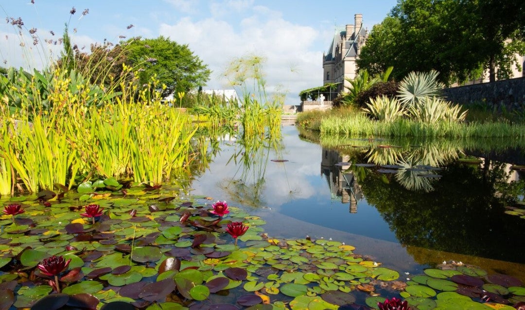 Biltmore's Italian Garden in peak summer bloom.