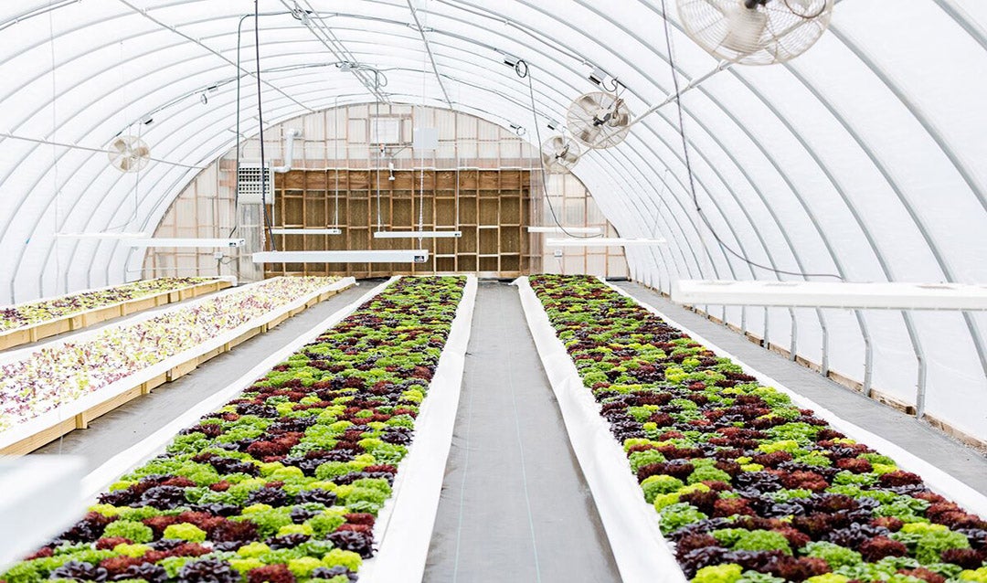 Hydroponics at Biltmore