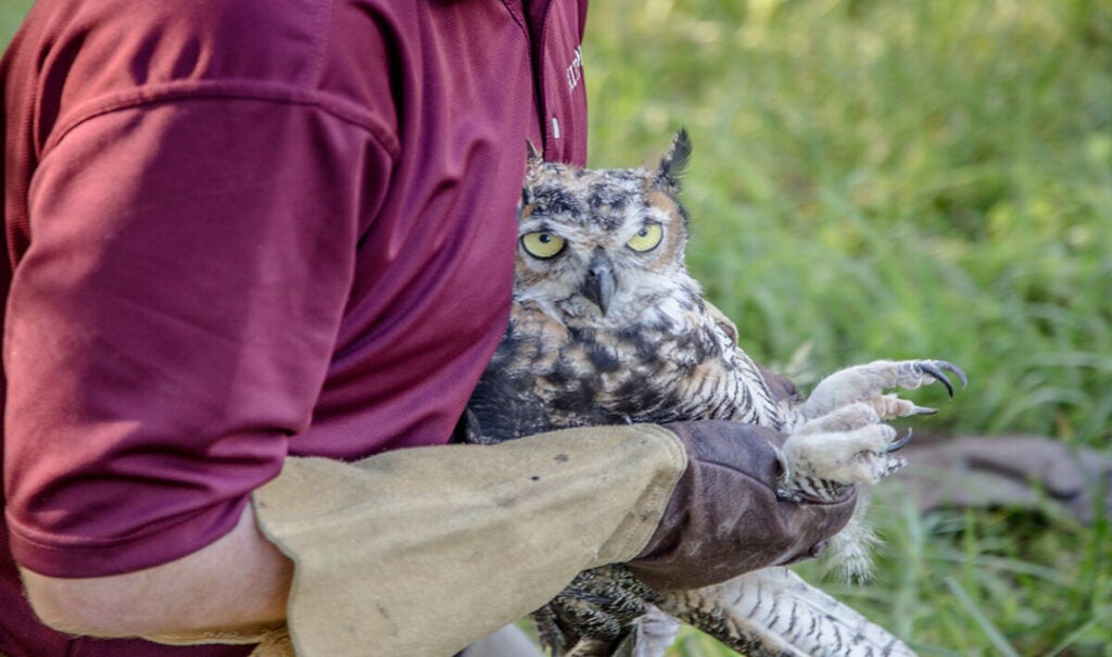 Chase Pickering holds an owl prior to its release at Biltmore.