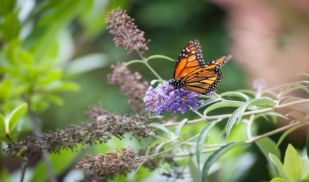 Butterfly in Biltmore Gardens