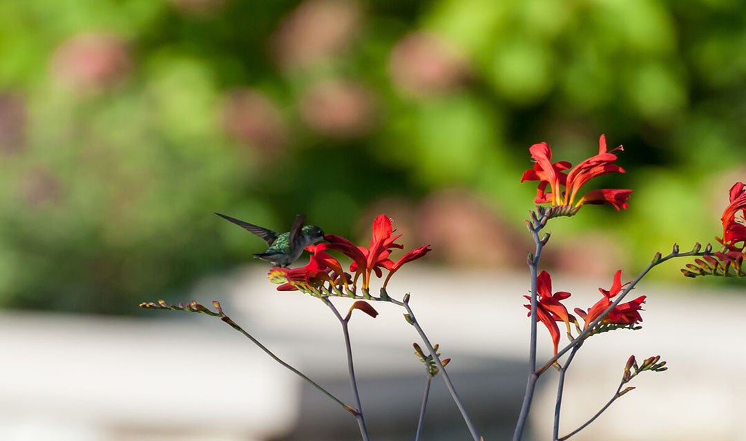 Hummingbird in Biltmore Gardens