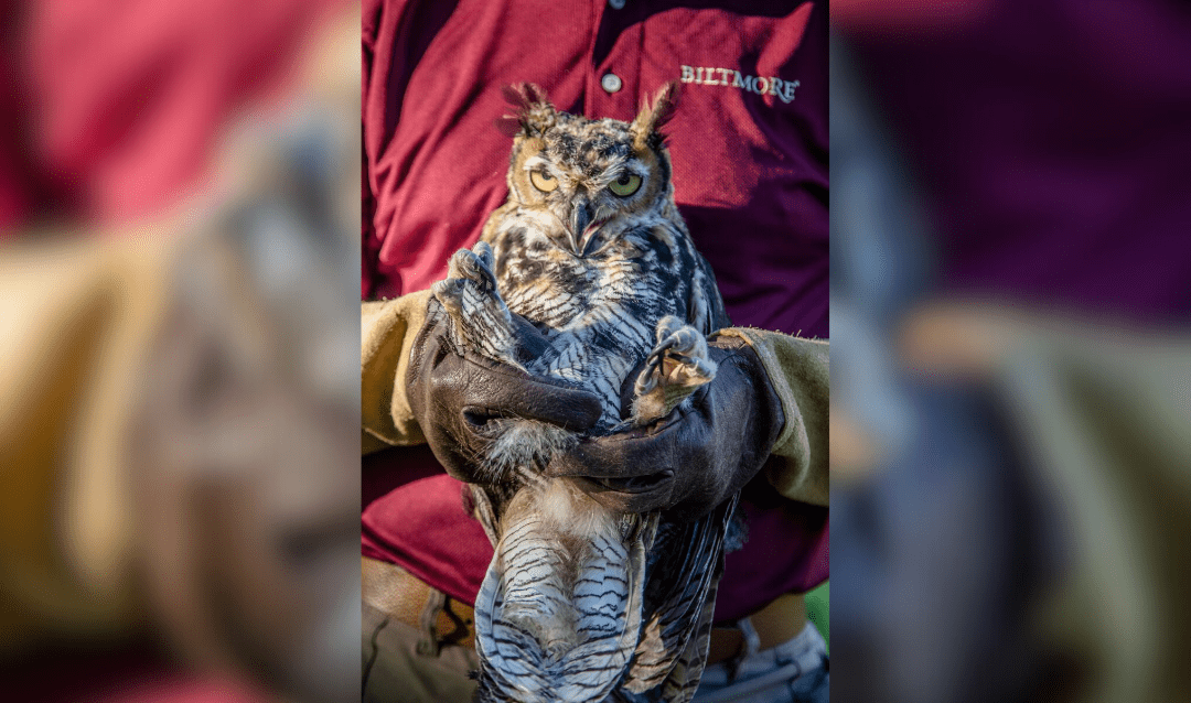 Owl release at Biltmore