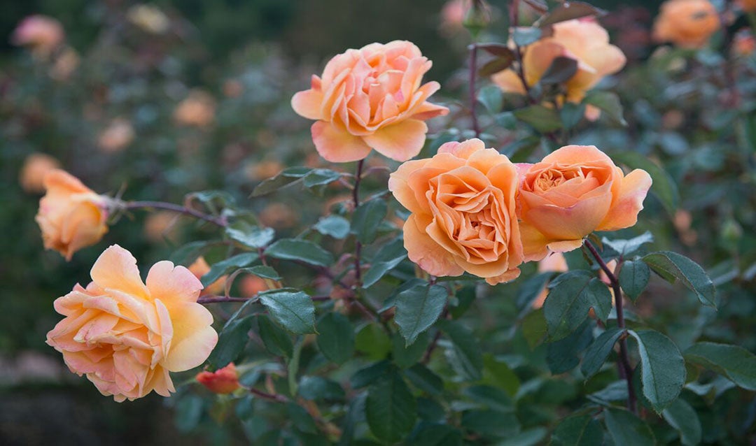 Rose Garden at Biltmore during Fall