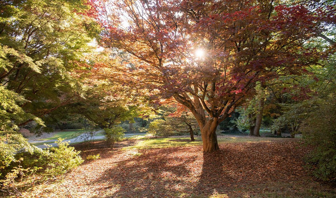 Azalea Garden at Biltmore during Fall