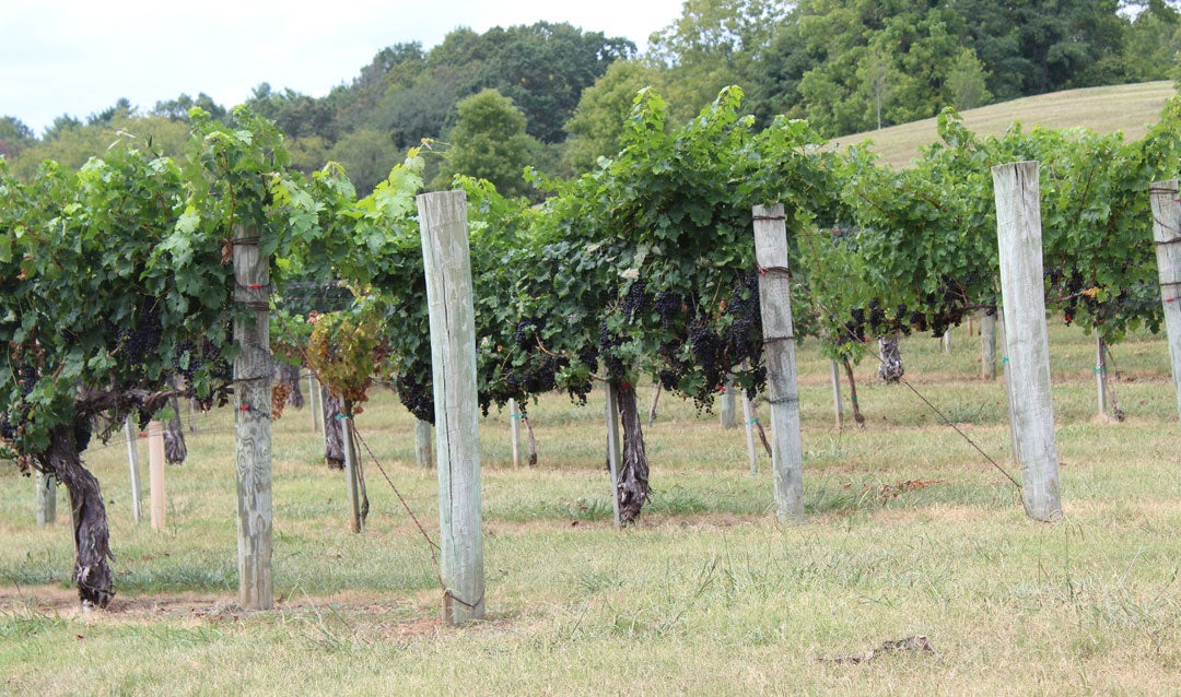Biltmore test vineyard offers a grape escape