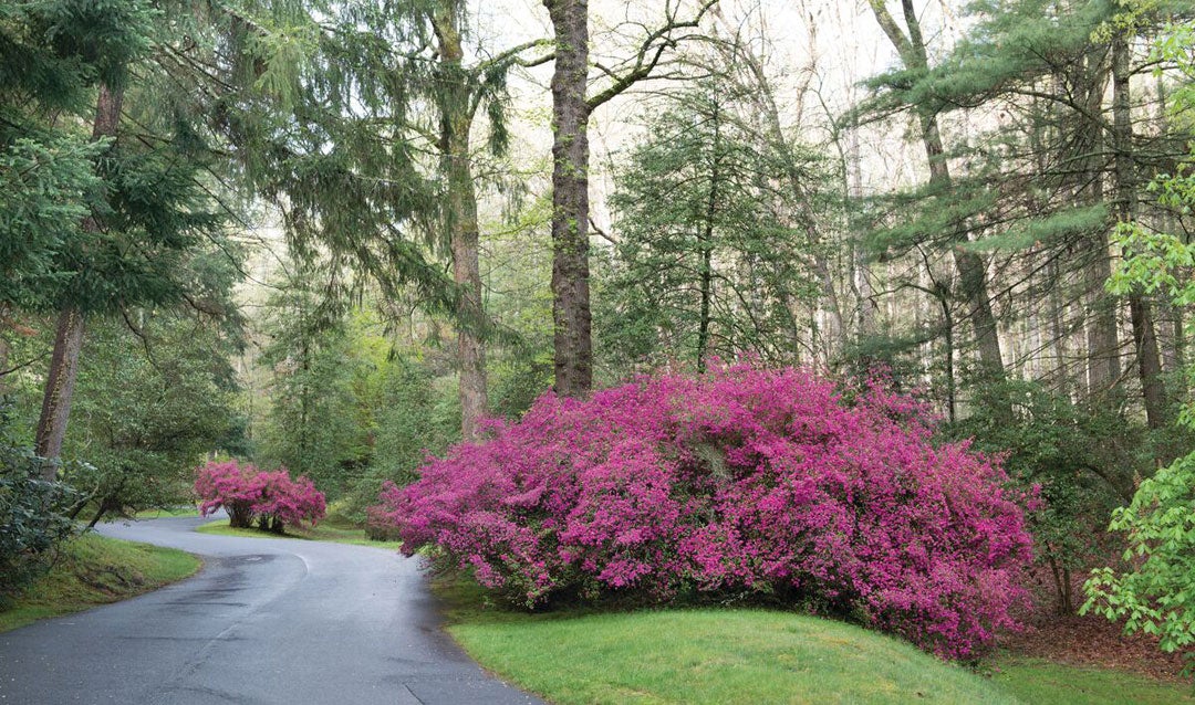 Azaleas along the Approach Road in spring