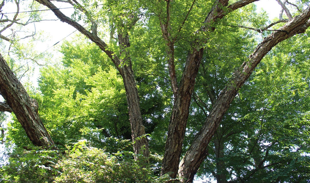 Discover Biltmore's distinctive Shrub Garden