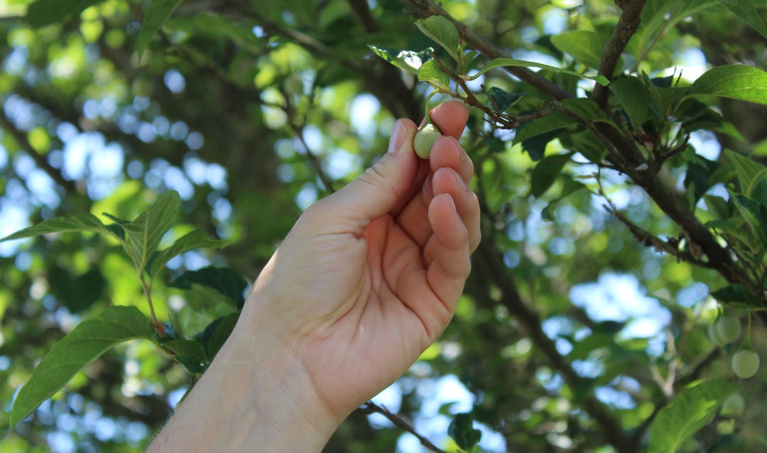 Discover Biltmore's distinctive Shrub Garden