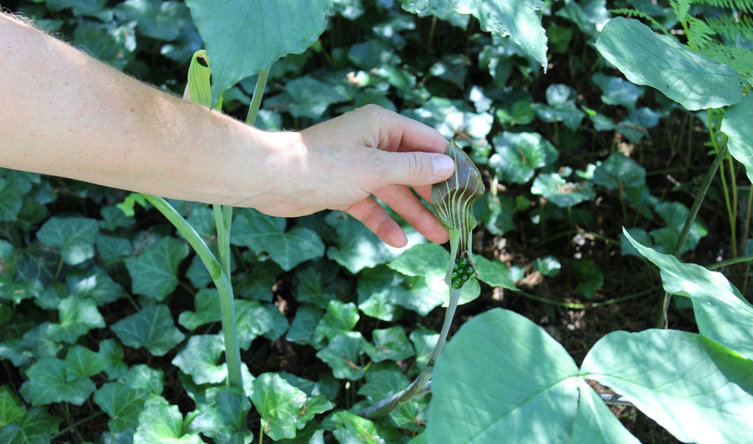 Jack-in-the-pulpit plant in Biltmore's Shrub Garden