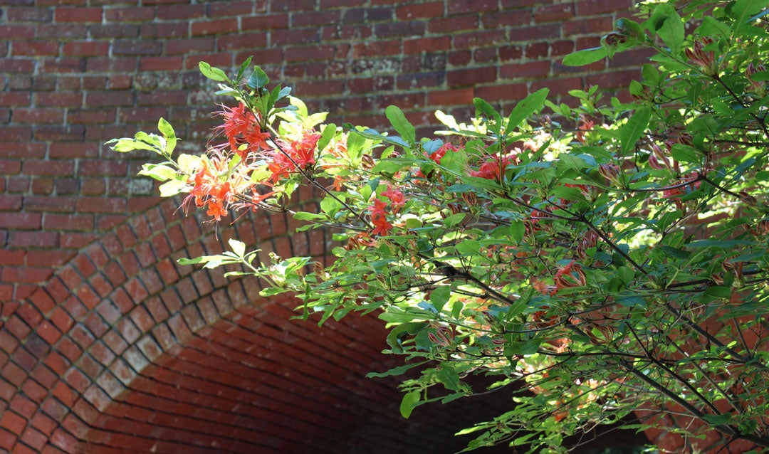 Colorful summer blooms against the brick tunnel bridge in the Shrub Garden