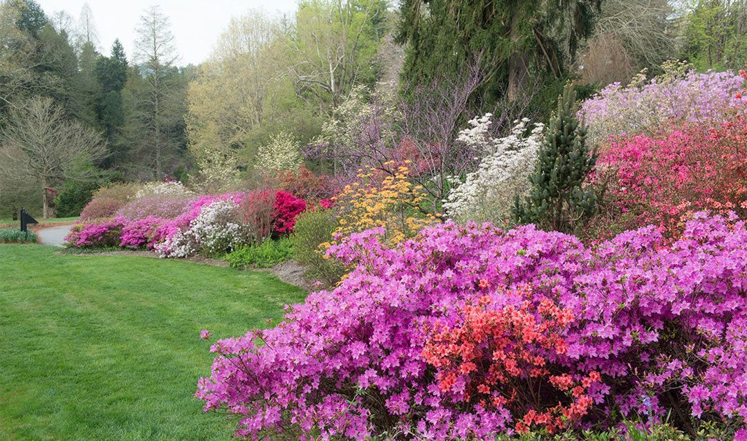 Azaleas blooming in late spring