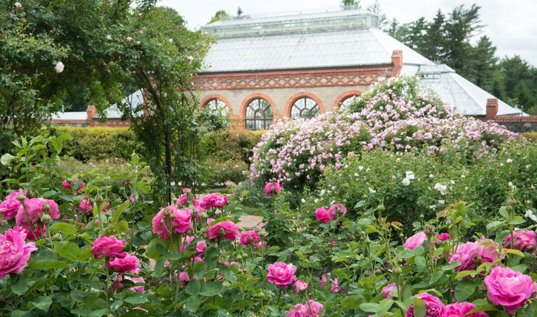 Roses blooming in Biltmore's Rose Garden